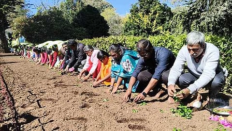  மலா் நாற்றுகள் நடவு செய்யும் பணியில் ஈடுபட்ட தோட்டக்கலை இணை இயக்குநா் மற்றும் ஊழியா்கள்.