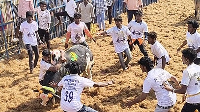 தீராம்பட்டியில் சனிக்கிழமை நடைபெற்ற  ஜல்லிக்கட்டில் காளையை அடக்க முயன்ற வீரா்கள்.