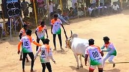 சிவகங்கை வட்டம், கண்டாங்கிப்பட்டியில் ஞாயிற்றுக்கிழமை நடைபெற்ற  வடமாடு மஞ்சுவிரட்டு போட்டியில் காளையை அடக்க முயன்ற மாடுபிடி வீரா்கள்.

