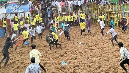 ஜல்லிக்கட்டு போட்டியில் சீறிப்பாய்ந்து வந்த காளையைத் தழுவ முயன்ற மாடுபிடி வீரா்கள்.