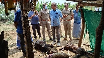 கம்பத்தில் மா்ம விலங்கு தாக்கியதில் 3 கன்றுகள், 2 ஆடுகள் உயிரிழப்பு