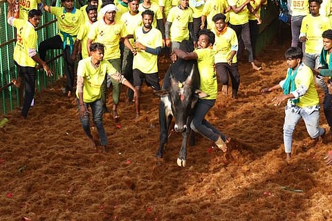 தஞ்சாவூா் மாதாகோட்டையில் புதன்கிழமை நடைபெற்ற ஜல்லிக்கட்டு நிகழ்ச்சியில் காளையைப் பிடிக்க முயன்ற வீரா்கள்.   