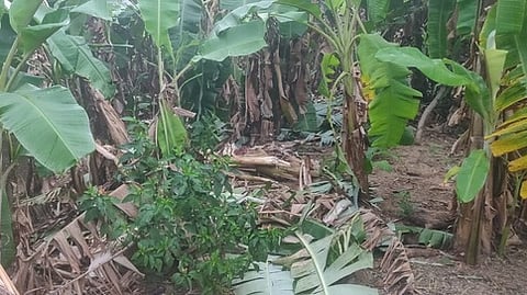 காட்பாடி அருகே சொரக்கால்பேட்டை பகுதியில் யானைகளால் சேதப்படுத்தப்பட்டுள்ள வாழைகள்.