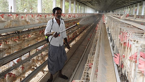  நாமக்கல்லில் உள்ள கோழிப்பண்ணையில் கிருமி நாசினி தெளிக்கும் பணியில் ஈடுபட்டுள்ள தொழிலாளி.     

