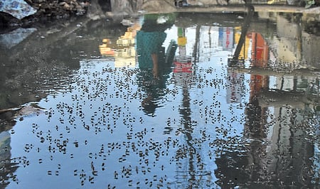 சென்னையில் தேங்கிய நீரில் பெருகியுள்ள கொசுக்கள்.