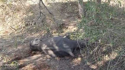 தாளவாடி அருகே உயிரிழந்து கிடந்த குட்டி யானை.