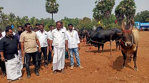  கொங்கணாபுரம் அருகே நடைபெற்ற கால்நடை கண்காட்சியில் கலந்துகொண்ட நாட்டு இன பசுக்கள். 