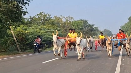  திருவாடானையில் நடைபெற்ற மாட்டு வண்டி பந்தயத்தில் சீறிப் பாய்ந்த காளைகள். 