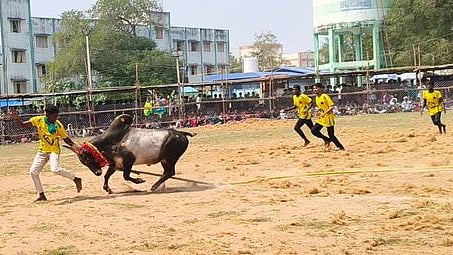 சிலட்டூரில் ஞாயிற்றுக்கிழமை நடைபெற்ற வடமாடு போட்டியில் மாடுபிடி வீரரை நோக்கிப் பாய்ந்த காளை.

