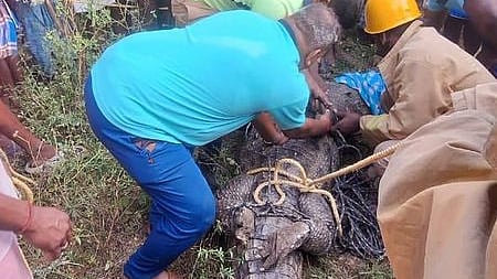 கோப்பு கிராமத்தில் 12 அடி நீள முதலை மீட்பு