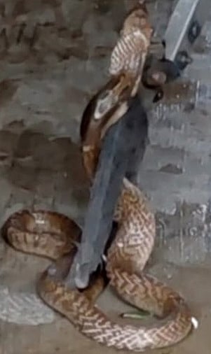  ரிஷிவந்தியம் அரசு பெண்கள் மேல்நிலைப் பள்ளியில் சமையலறையில் புகந்த பாம்பு. 