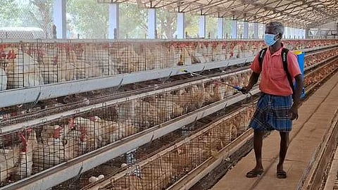 நாமக்கல் கோழிப் பண்ணை ஒன்றில் செவ்வாய்க்கிழமை கிருமிநாசினி மருந்து தெளிக்கும் பணியில் ஈடுபட்ட தொழிலாளி. 