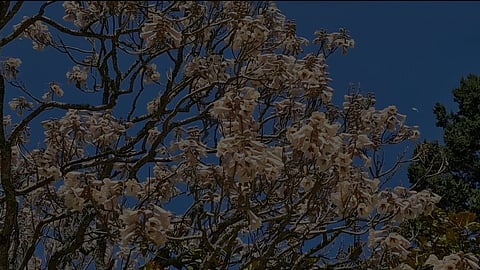 உதகை அரசு தாவரவியல் பூங்காவில் பூத்துக்குலுங்கும் பவுலோனியா பாா்சினி பூக்கள்.