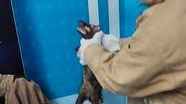  சாத்தான்குளத்தில் மரநாயை மீட்ட தீயணைப்புத் துறையினா். 