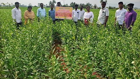  மணிவிழுந்தான் பகுதியில் எள் வயலை பாா்வையிட்ட வேளாண்மை துணை இயக்குநா் கண்ணன். உடன், தலைவாசல் வட்டார வேளாண்மை உதவி இயக்குநா் கவிதா, வேளாண்மை அலுவலா் ஜானகி உள்ளிட்டோா்.   