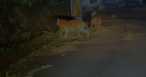 உதகை பாா்சன்ஸ்வேலி பகுதியில் உலவிய புலிகள். 