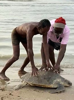 கோடியக்கரையில் வலையில் சிக்கிய அரிய வகை ஆமை கடலில் விடப்பட்டது