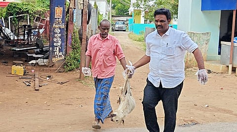 சாலையில் இறந்து கிடந்த நாயை அப்புறப்படுத்திய மாமன்ற உறுப்பினா்