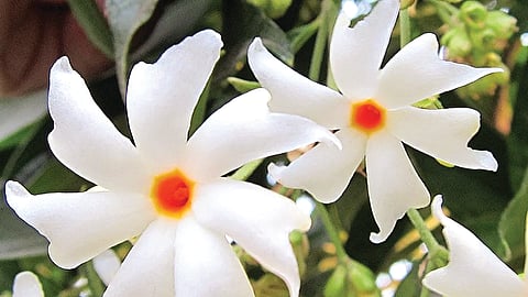 பவளமல்லி