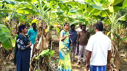  குப்பனத்தம் பகுதியில் வாழை மரங்களை கூன் வண்டு தாக்குவதை தடுப்பது குறித்து விவசாயிகளுக்கு செயல்விளக்கம் அளித்த தோட்டக்கலைத் துறை அதிகாரிகள்.