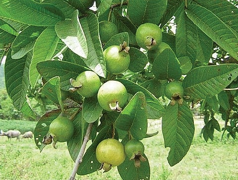 சித்த மருத்துவ குறிப்புகள்