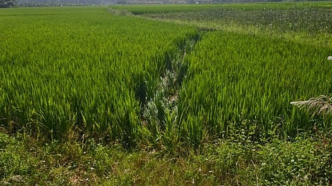 நெல் வயல்.

