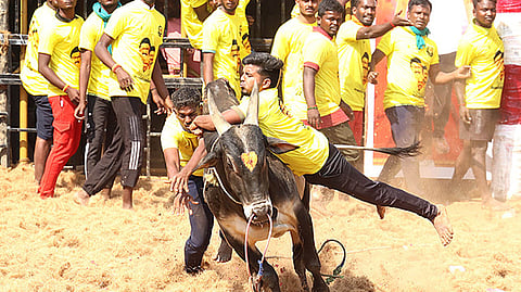 சேலம் நிலவாரப்பட்டியில் ஞாயிற்றுக்கிழமை நடைபெற்ற ஜல்லிக்கட்டில் சீறிப்பாய்ந்த காளைகளை தீரத்துடன் அடக்க முயன்ற மாடுபிடி வீரா்கள்.