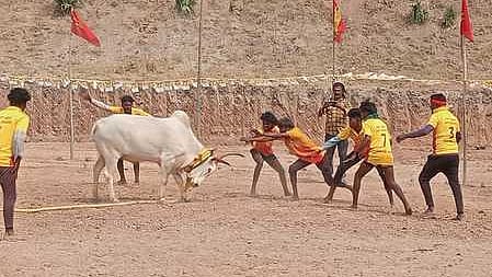 முதுகுளத்தூா் அருகே வடமாடு மஞ்சுவிரட்டு