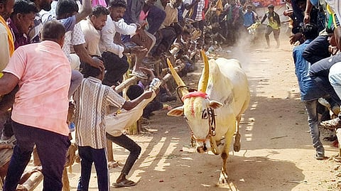 அரங்கல்துருகத்தில் எருது விடும் திருவிழா