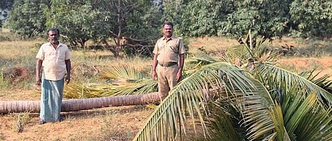 கருத்தப்பிள்ளையூரில் யானைகள் சாய்த்ததில் விழுந்து கிடக்கும் தென்னை மரம்.  