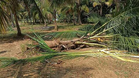 யானை சாய்த்ததில் விழுந்து கிடக்கும் தென்னை மரம்