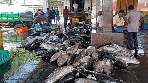 குளச்சலில் குறைந்த அளவில் பிடிபட்ட கேரை மீன்கள்