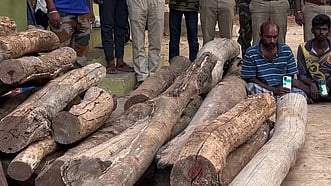 தோதகத்தி மரங்களுடன் கைது செய்யப்பட்ட ராஜீவ்காந்தி, அன்வா், ராமா்