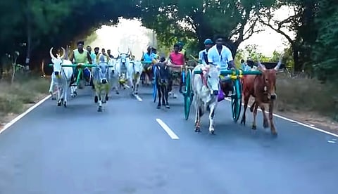 சிவகங்கை மாவட்டம், சொக்கநாதபுரத்தில் வியாழக்கிழமை நடைபெற்ற மாட்டு வண்டி பந்தயத்தில் எல்லையை நோக்கி பாய்ந்து செல்லும் காளைகள்.