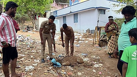 நாய்கள் கடித்து காயமடைந்த புள்ளிமானை மீட்கும் வனத்துறையினா்