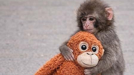 பஞ்ச் குன்