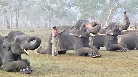 யானைகள்...