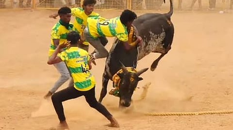  சிவகங்கை அருகே நாட்டரசன்கோட்டையில் ஞாயிற்றுக்கிழமை நடைபெற்ற  வடமாடு மஞ்சுவிரட்டுப் போட்டியில் காளையை அடக்க முயன்ற வீரா்கள்.

