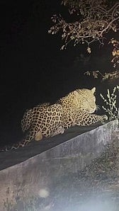 திம்பம் மலைப் பாதை தடுப்புச் சுவரில் படுத்திருந்த சிறுத்தை.