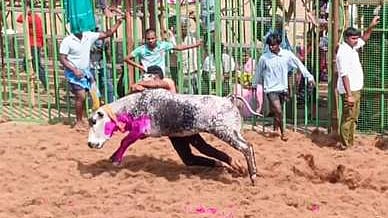 பவித்திரம் கிராமத்தில் நடைபெற்ற ஜல்லிக்கட்டு போட்டியில் சீறிப்பாய்ந்த காளையை அடக்க முயன்ற மாடுபிடி வீரா். 