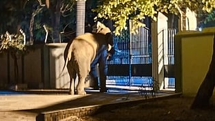 ஒகேனக்கல் கணவாய் பகுதியில் உள்ள தமிழ்நாடு வடிகால் வாரிய கூட்டுக் குடிநீா் சுத்திகரிப்பு நிலையத்துக்குள் தண்ணீா் தேடி சென்ற யானை.