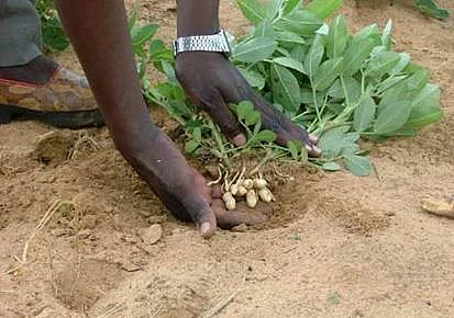 நிலக்கடலையும் அதன் சத்துக்களும்