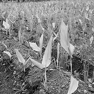 வறட்சியால் குறுகிய கால சாகுபடிப் பயிர்களுக்கு மாறும் விவசாயிகள்