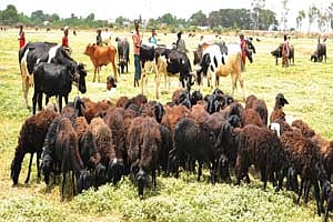 பொலிவு பெறும் ராமக்காள் ஏரி: அச்சத்தில் கால்நடை விவசாயிகள்