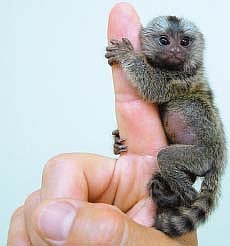 பிகாஸோவுக்கு நிகரான எம்.எஃப். உசேன்