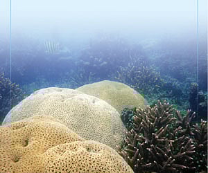 பவளப் பாறைகள்