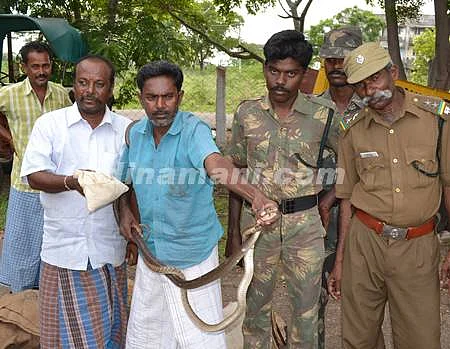 விருதுநகர் மாவட்ட ஆட்சியர் பங்களாவில் பிடிபட்ட நல்ல பாம்புகள்