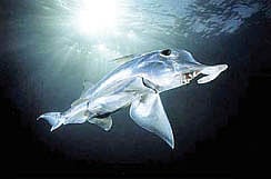 யானை மீன்