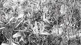 புற்று நோய்க்கு மருந்தாகும் கண்வலிக் கிழங்கு