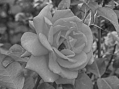 ‌லாபம் கொழிக்கும் ரோஜா